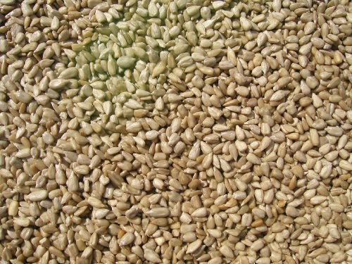 Cole's SM20 Sunflower Bird Seed, 20-Pound